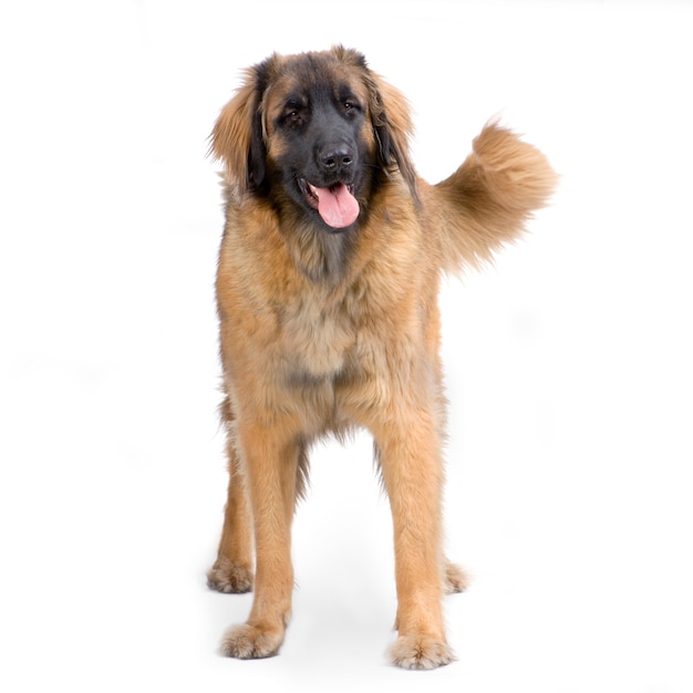 Ritratto del cane di Leonberger isolato