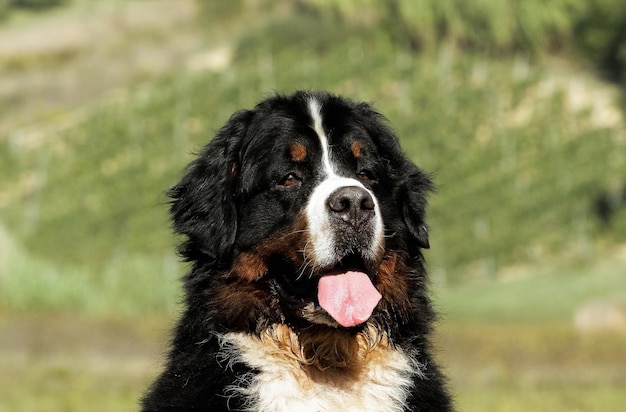 Ritratto del cane di montagna bernese Bouvier