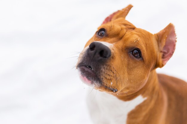 Ritratto del cane di razza marrone sulla neve. Staffordshire terrier