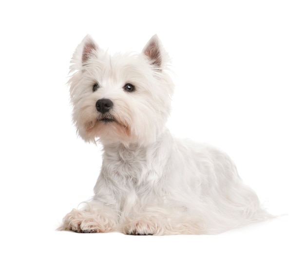 Ritratto del cane di West Highland White Terrier isolato