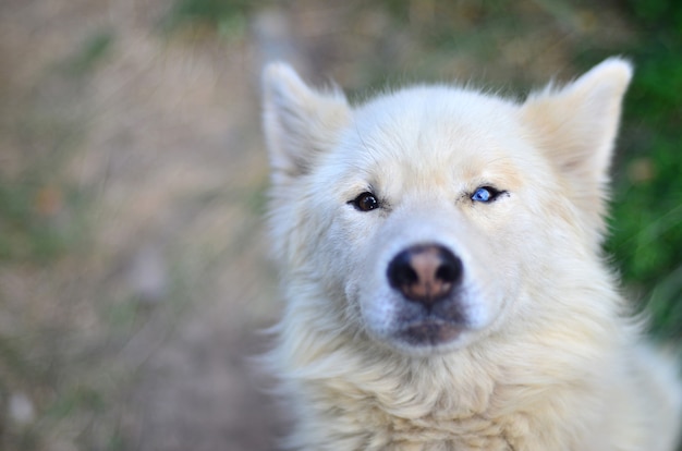 Ritratto del cane husky siberiano Samoiedo bianco con eterocromia (un fenomeno quando gli occhi hanno colori diversi) di giorno all&#39;aperto