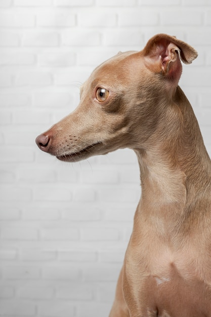 Ritratto del cane italiano del levriero in studio