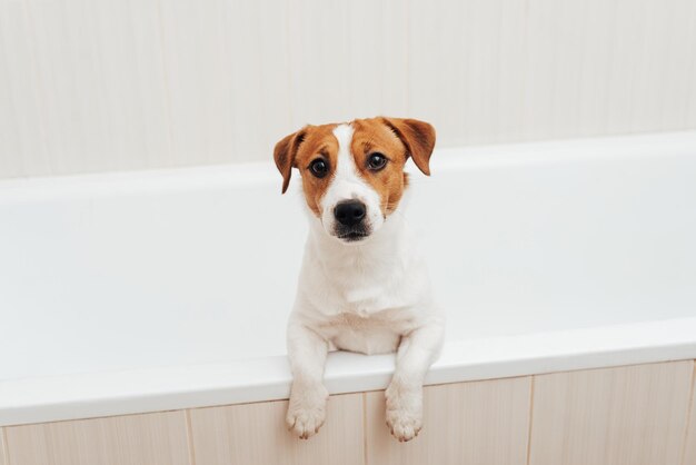 Ritratto del cane Jack Russell Terrier in piedi nella vasca da bagno e guardando la telecamera