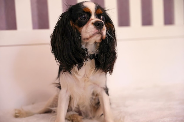 Ritratto del cane king charles spaniel su uno sfondo chiaro primo piano, messa a fuoco morbida