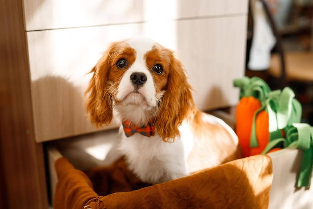 Ritratto del Cavalier King Charles Spaniel. Il cane si siede in un cassetto dell'armadio