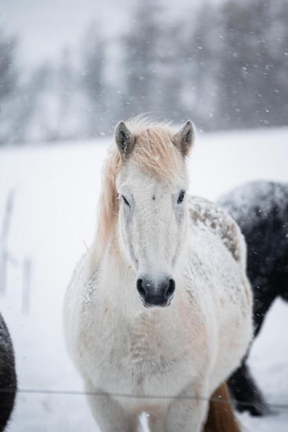 Ritratto del cavallo bianco sulla neve in Islanda