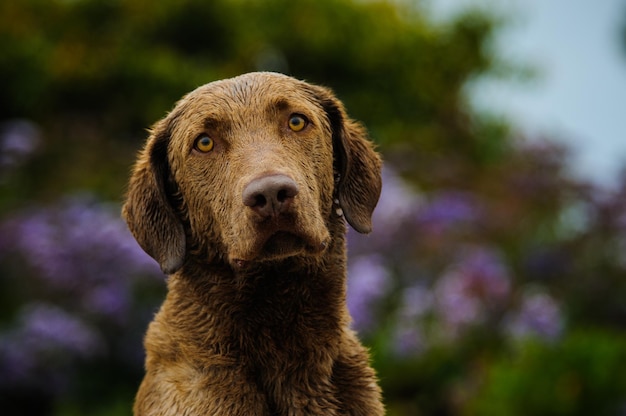 Ritratto del Chesapeake Bay Retriever
