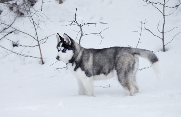 Ritratto del cucciolo del husky in inverno in neve.