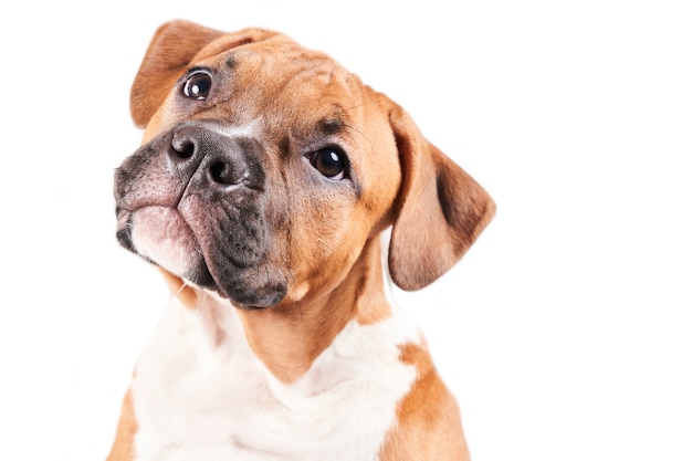 Ritratto del cucciolo di American Staffordshire Terrier isolato su priorità bassa bianca. Primo piano della museruola del cane in studio