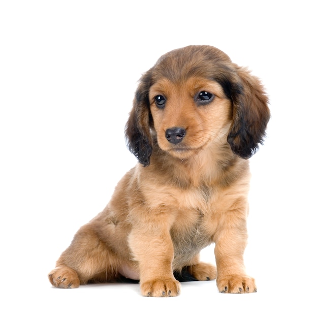 Ritratto del cucciolo di cane del bassotto tedesco isolato