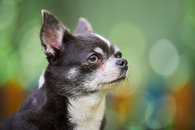 Ritratto del cucciolo di Chihuahua, cagnolino in giardino