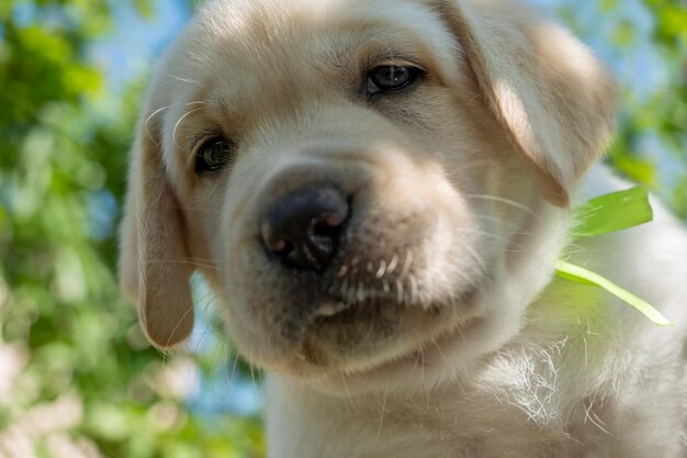 Ritratto del cucciolo di Labrador