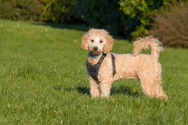 Ritratto del cucciolo di poochon che indossa imbracatura nera in piedi con la coda sull'erba verde in un parco ed esamina la macchina fotografica