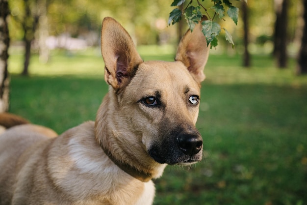 Ritratto del cucciolo sveglio felice con il fondo del bokeh del fogliame. Colpo alla testa di un cane sorridente con foglie colorate primaverili al tramonto con spazio Cane randagio.