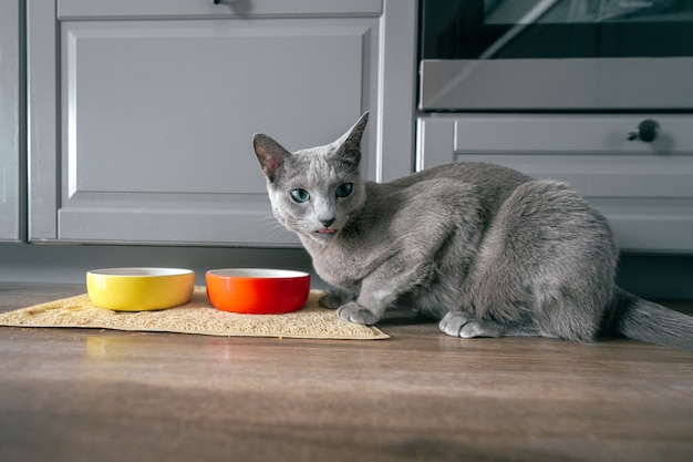 Ritratto del gattino adorabile di allevamento cenando a casa