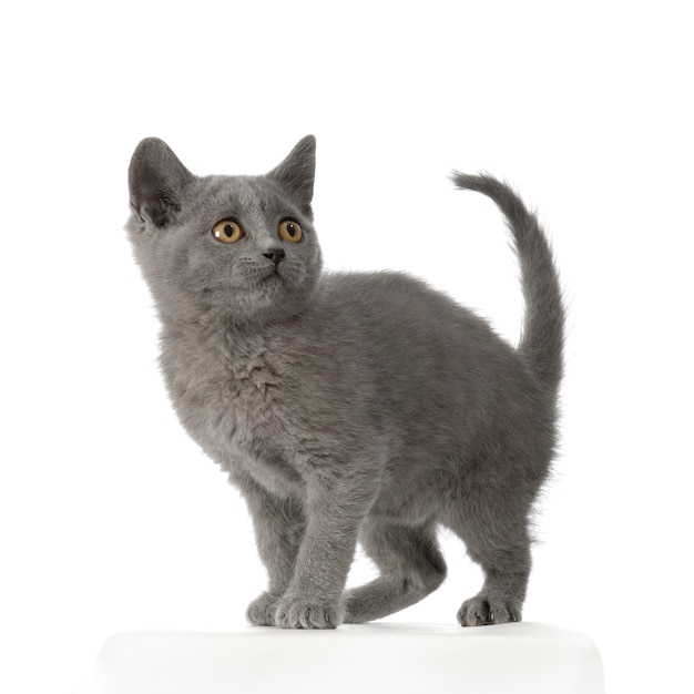 Ritratto del gatto del gattino di Chartreux isolato