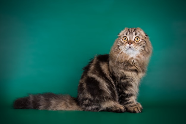 Ritratto del gatto del popolare dell'altopiano sulla parete colorata