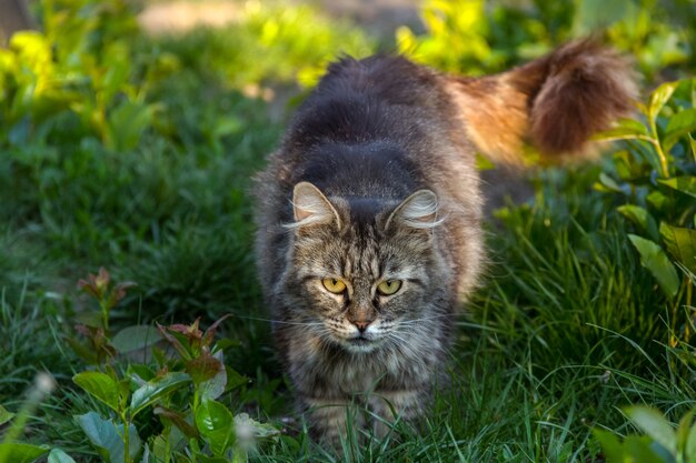 Ritratto del gatto domestico sveglio nel giardino