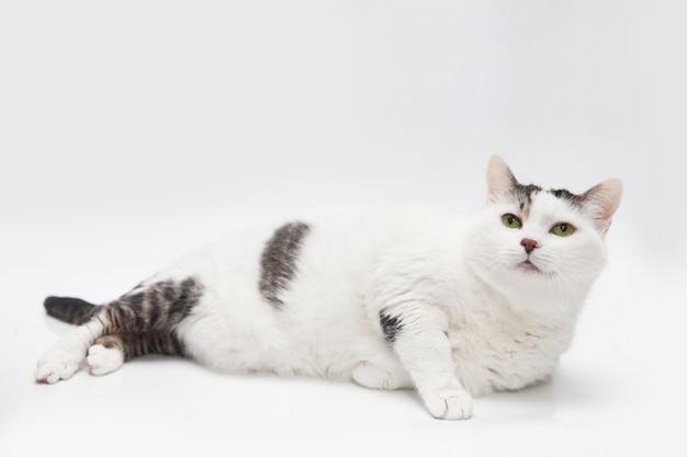 Ritratto del gatto grasso in bianco e nero su bianco isolato.
