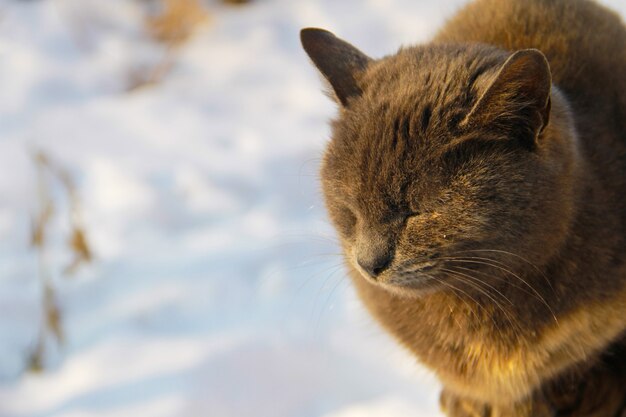 Ritratto del gatto grigio contro la neve bianca