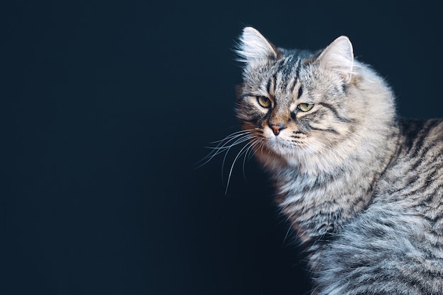 Ritratto del gatto lanuginoso a strisce marrone con sguardo attento