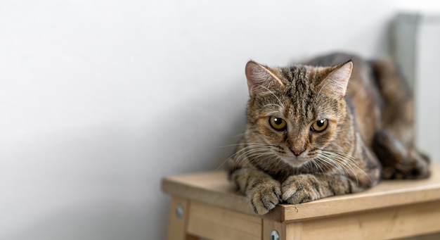 Ritratto del gatto sveglio dei capelli di scarsità che si siede sulla sedia di legno