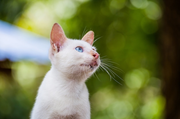 ritratto del gatto tailandese del bambino