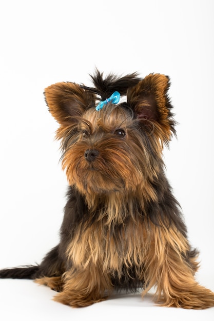 Ritratto del giovane Yorkshire Terrier