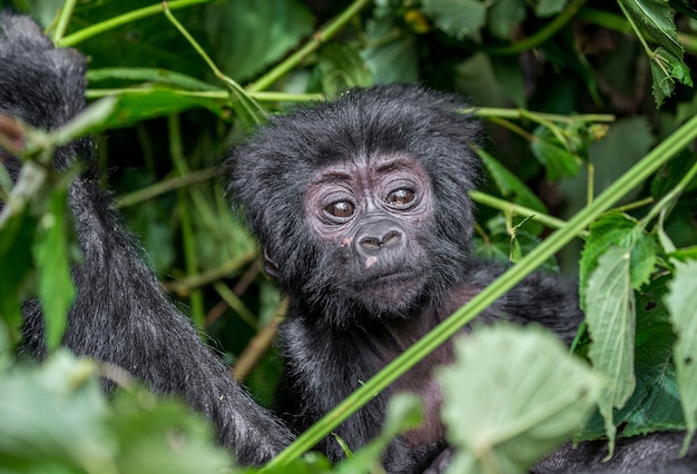 Ritratto del gorilla di montagna del bambino. Uganda. Parco nazionale della foresta impenetrabile di Bwindi.