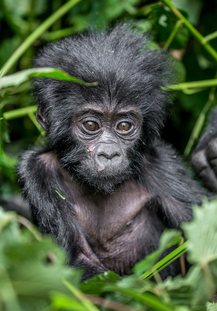 Ritratto del gorilla di montagna del bambino. Uganda. Parco nazionale della foresta impenetrabile di Bwindi.