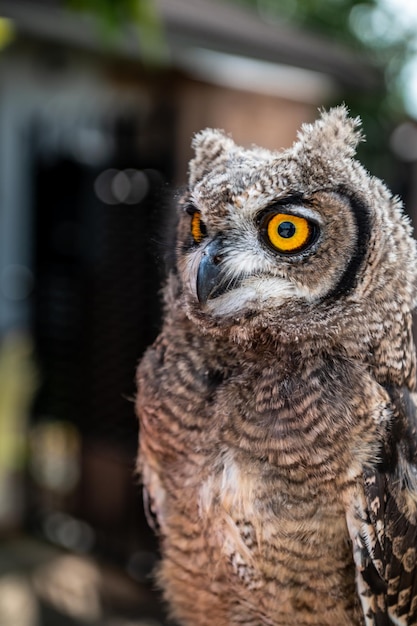 ritratto del gufo africano, gufo reale maculato -Bubo africanus chiamato anche gufo reale maculato africano