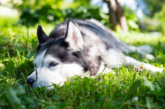 Ritratto del husky siberiano sveglio che si trova sull'erba verde Il cane husky sta rilassandosi in un campo di erba verde alla sera. Husky siberiano contro la parete della natura. cane sdraiato per terra nel parco.