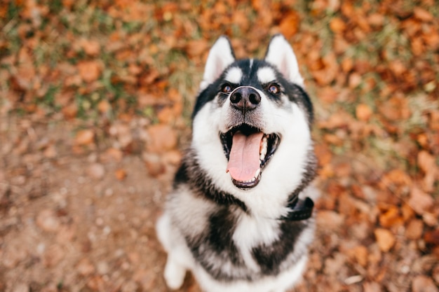 Ritratto del husky sorridente che cerca natura