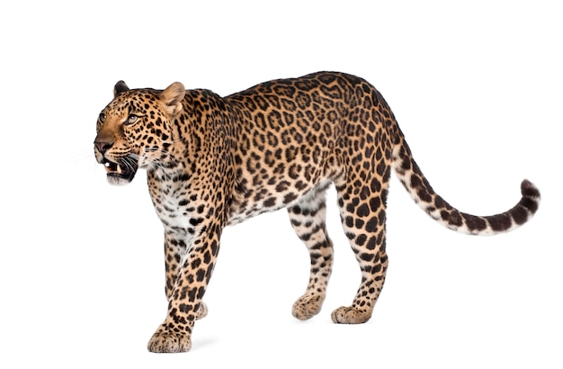 Ritratto del leopardo che sta sul bianco isolato