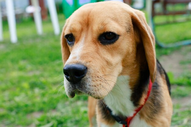 Ritratto del primo piano del Beagle di un giovane cane