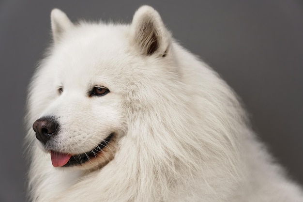 Ritratto del primo piano del bellissimo cane Samoiedo con pelo bianco