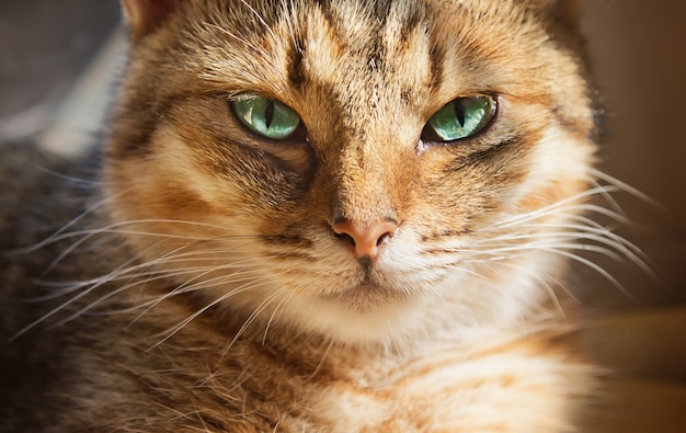 Ritratto del primo piano del bellissimo gatto domestico che guarda alla telecamera. Volto animale.