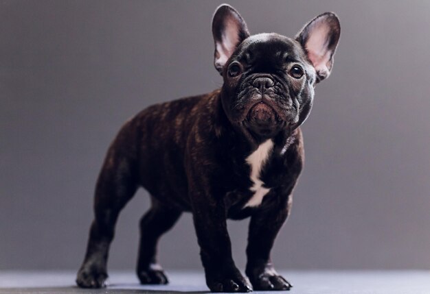 Ritratto del primo piano del cane Bulldog francese sorridente divertente e vista frontale dall'aspetto curioso isolata su fondo nero