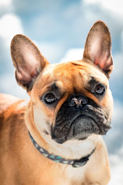 Ritratto del primo piano del cane del bulldog francese