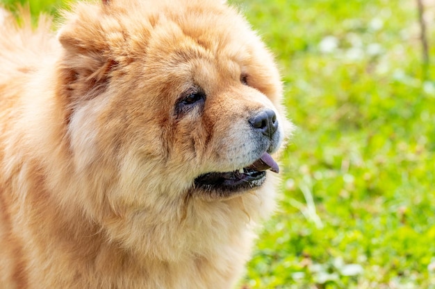 Ritratto del primo piano del cane di Chow Chow in tempo soleggiato