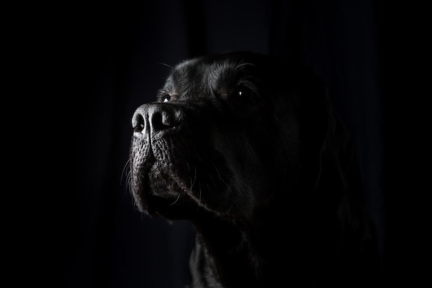 Ritratto del primo piano del cane Labrador