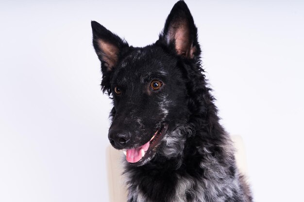 Ritratto del primo piano del cane riccio nero in studio in posa sorridente