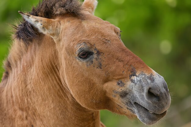 Ritratto del primo piano del cavallo di Przhevalsky