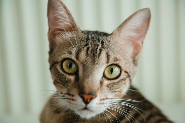 Ritratto del primo piano del gatto grigio spogliato