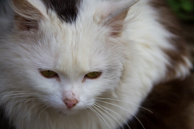 Ritratto del primo piano del gatto lanuginoso