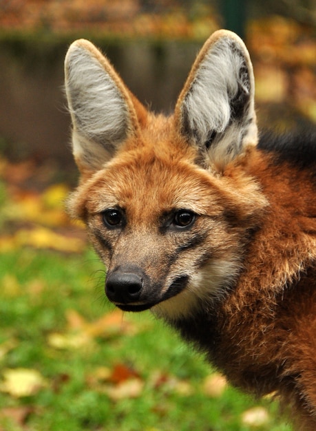 Ritratto del primo piano del lupo dalla criniera rosso sulla natura nello zoo, Lettonia