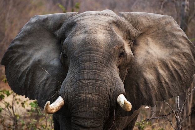 Ritratto del primo piano dell'elefante