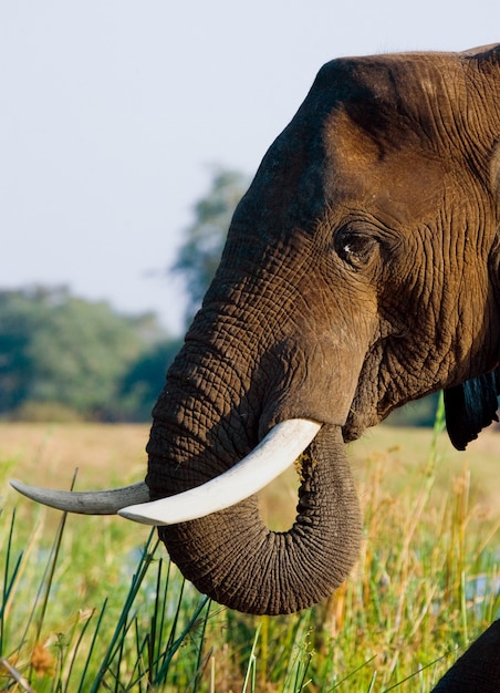 Ritratto del primo piano dell'elefante