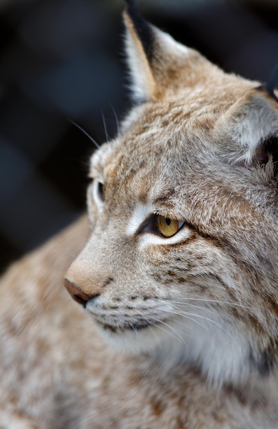 Ritratto del primo piano della giovane lince