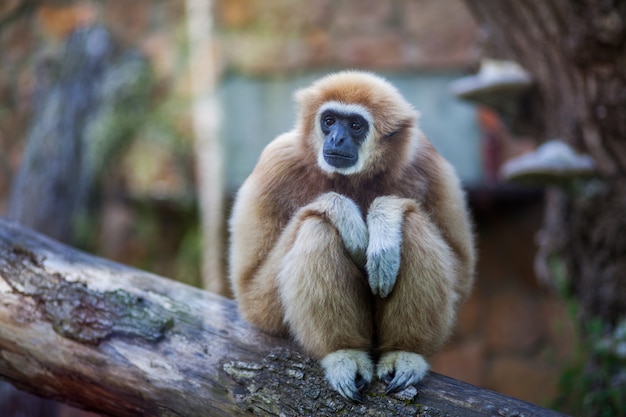 Ritratto del primo piano della scimmia consegnata bianca del Gibbon o di Lar Gibbon che si siede su un ramo allo zoo